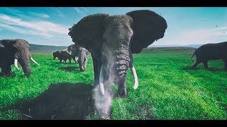 アフリカ象に囲まれてしまうVR動画 アフリカ象の豪快なクシャミも！