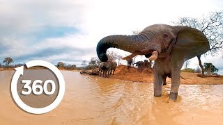 接近してくるアフリカ象のVR動画 動物VR動画