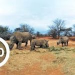 南アフリカで放牧されているサイ 動物VR動画
