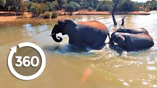 川を泳いで渡るアフリカの象のVR動画 動物VR動画