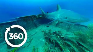 沈没船に巣食う大量のサメのVR動画 VR動物動画