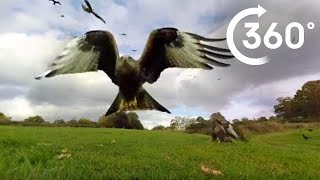 絶滅危惧種の鳥 アカトビが大量に！旋回しながら餌を探し回るVR動画