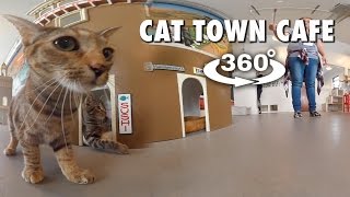 猫カフェの猫を観察できちゃうVR動画