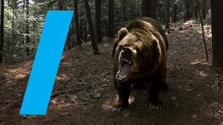 野生の熊さんに出会っちゃうVR動画
