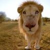 鹿を食べているライオンを観察できちゃうVR動画