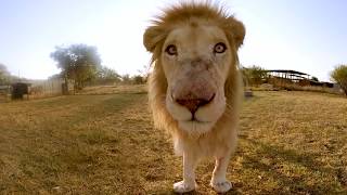 鹿を食べているライオンを観察できちゃうVR動画