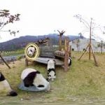 かわいいパンダのVR動画